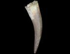 Fossil Plesiosaur (Zarafasaura) Tooth - Morocco #78416-1